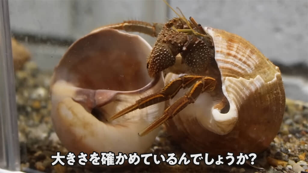 ツメタガイの貝殻はお気に召さなかったようです