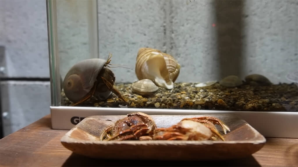 引っ越してる……！？