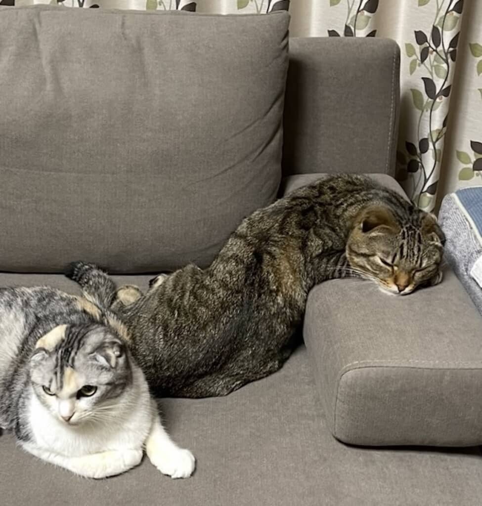 思わず二度見してしまうポテくんの寝姿