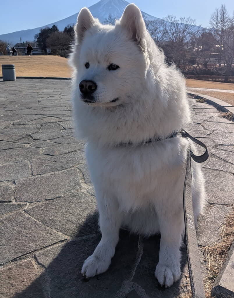お散歩中のまさる店長