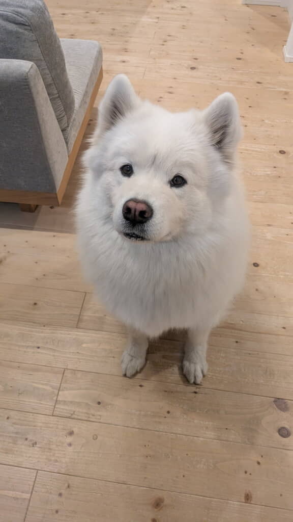 おやつをあげずにはいられない瞳