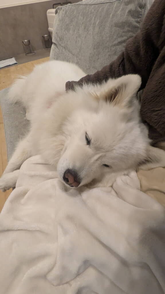 甘えんぼうさん