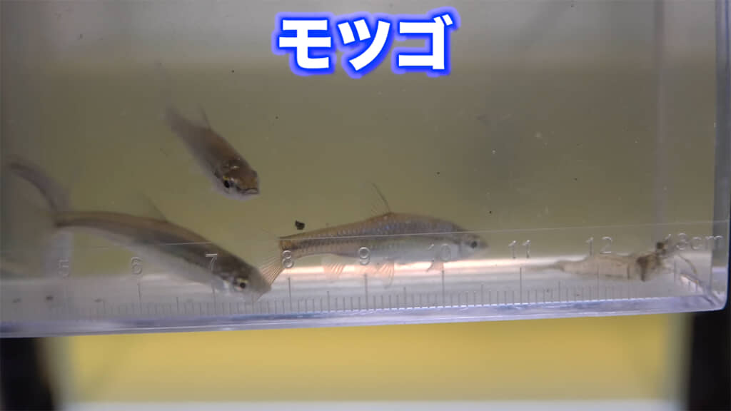 モツゴ4匹とスジエビ3匹を投入します