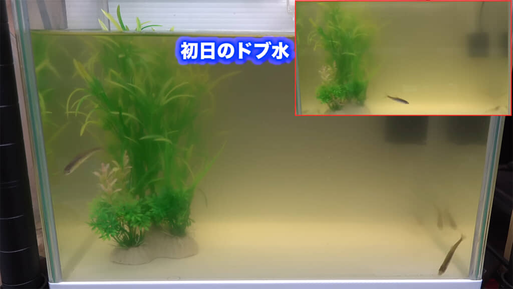 撮影2日目、目視ではほとんど変化を感じなかったようです