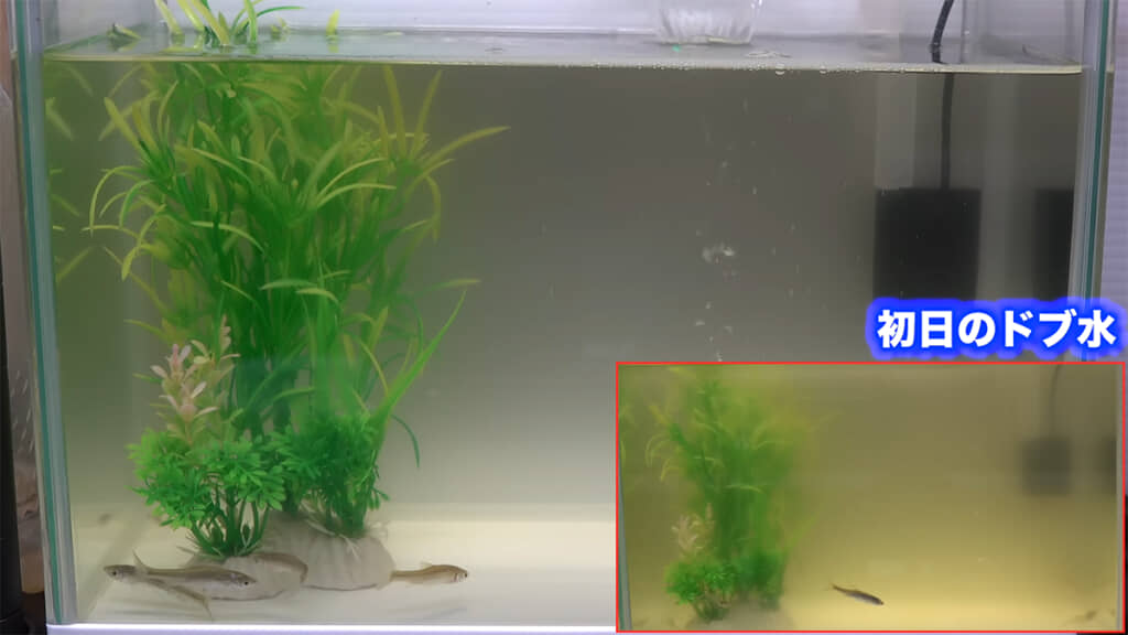 撮影4日目、魚の姿がはっきりと見えるように