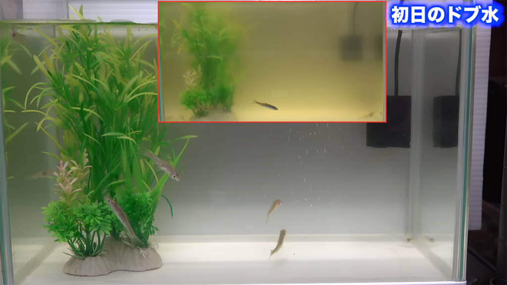 撮影6日目、かなり透明度が増しています