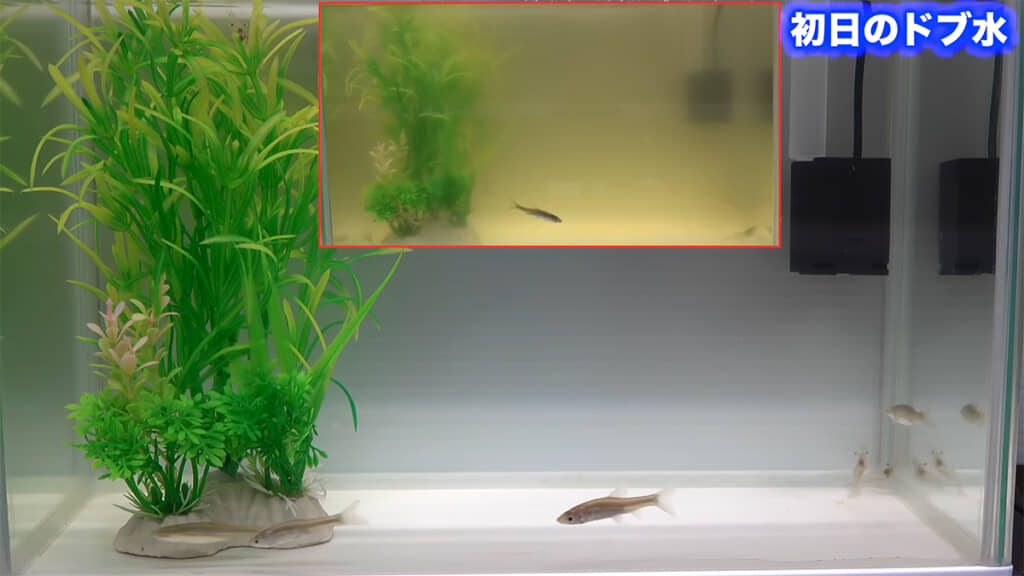 フィルターを稼働して1週間、水がとてもキレイになりました