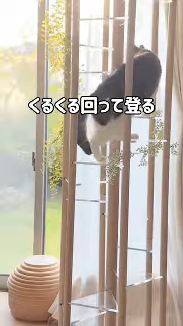 くるくる登れるキャットタワー
