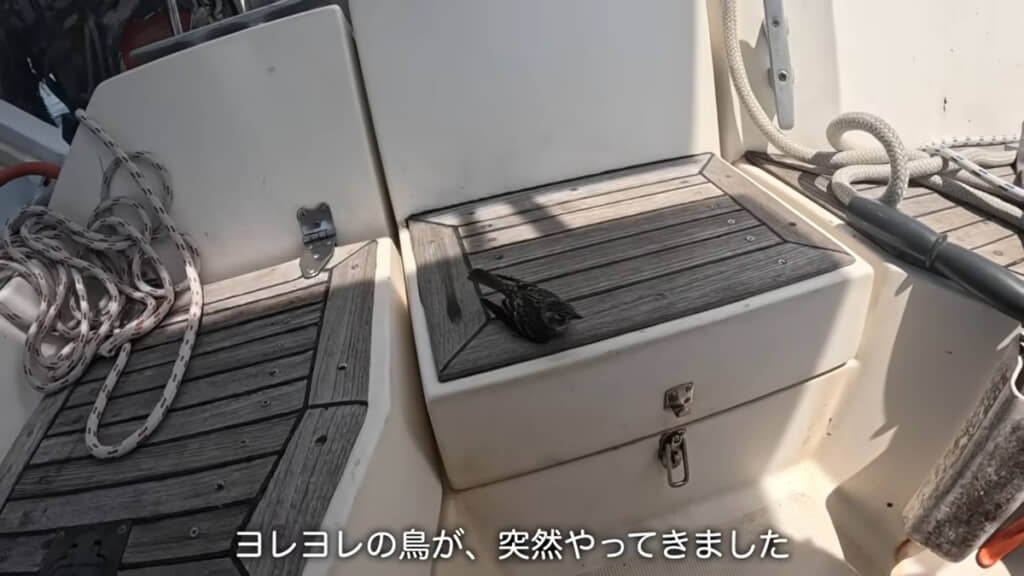 ヨレヨレ状態の鳥さんが登場