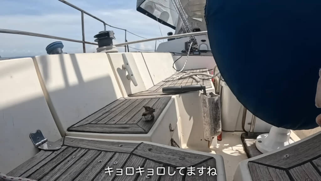 鳥さん「（ここは安全な場所かなぁ……？）」