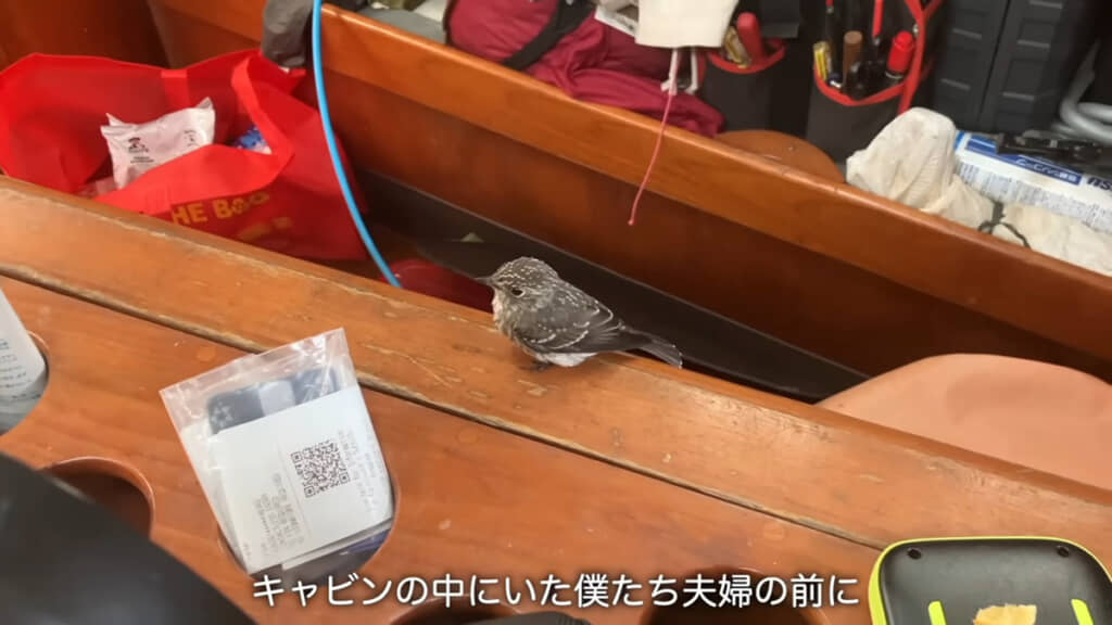 まさかの目の前に！　鳥さんからの気持ちが伝わるようです