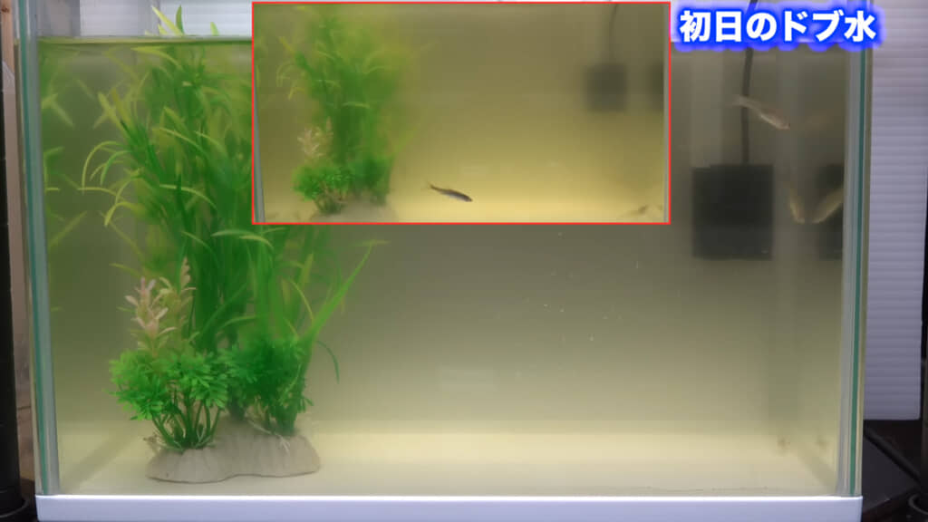 撮影3日目、初日より明らかに透明度が上がっています