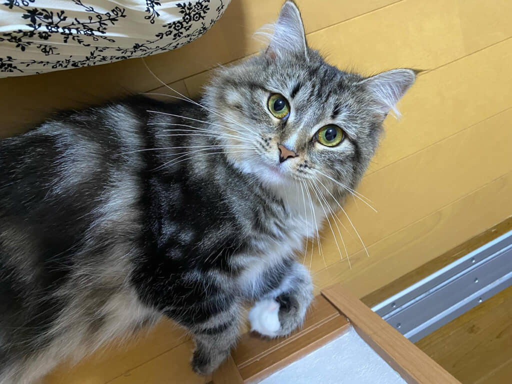 愛猫の写真を擬人化