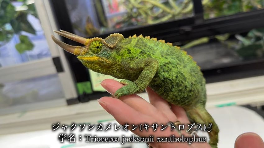 ジャクソンカメレオン・キサントロプスのオス