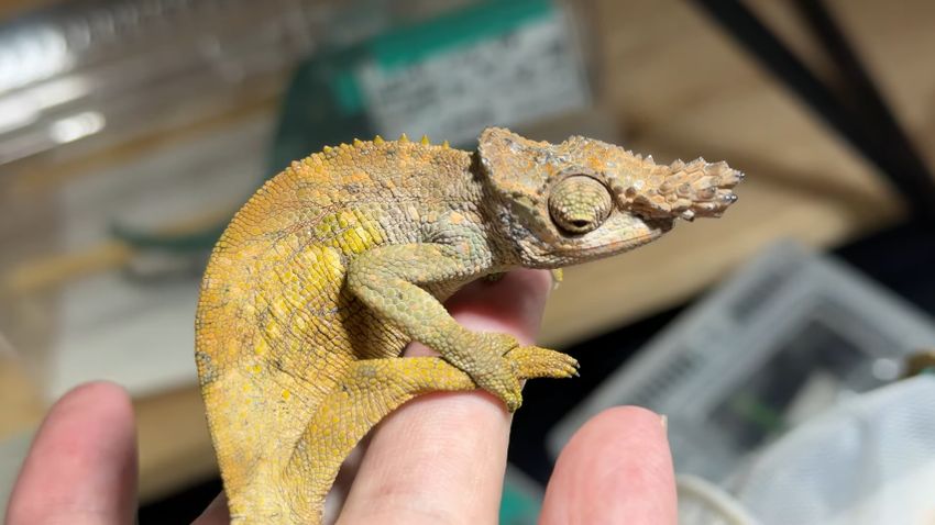 ベーメカメレオンのオス