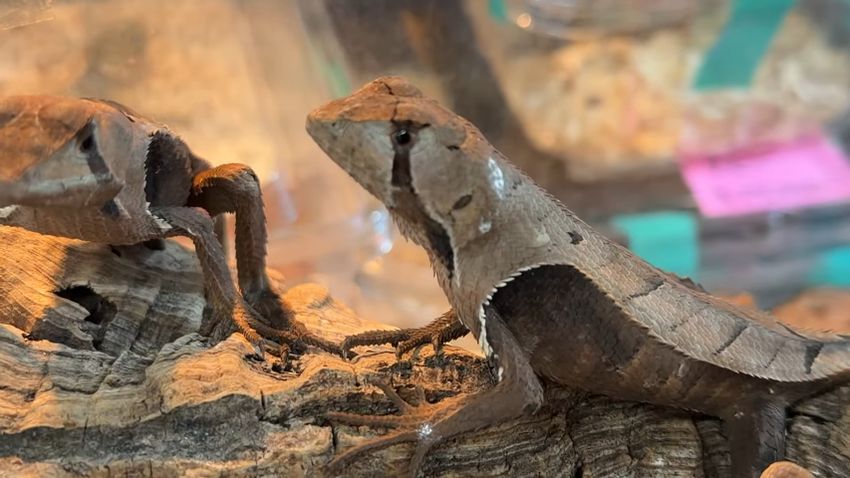 オナガコノハトカゲ