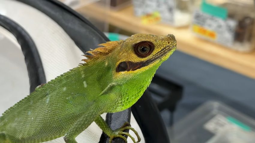 スマトラブラッドサッカーの名で知られるクチサケホソカロテスのオス