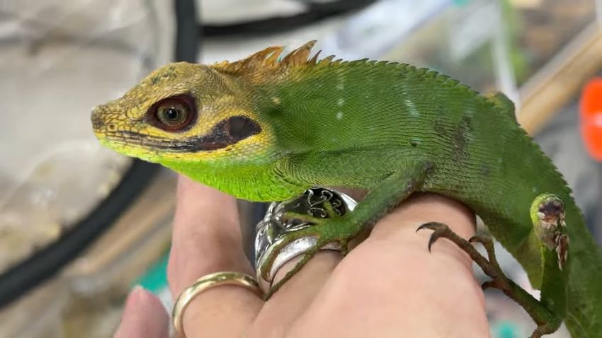 頭部全体は黄色いが口端は黒いため口が裂けているように見えるクチサケホソカロテスのオス