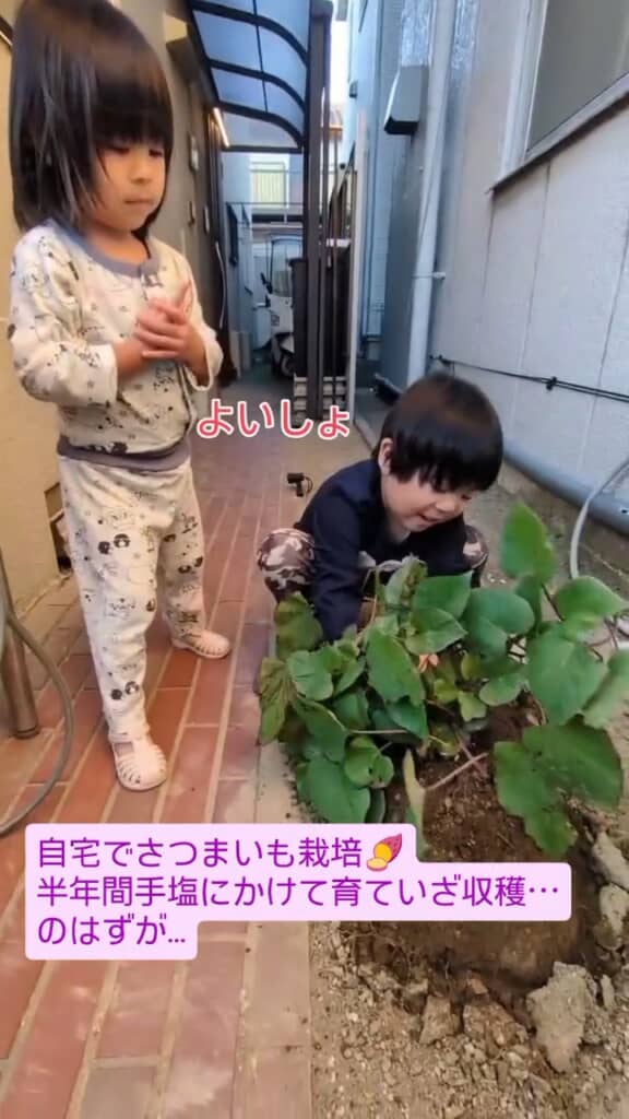 半年間育てたさつまいもを収穫
