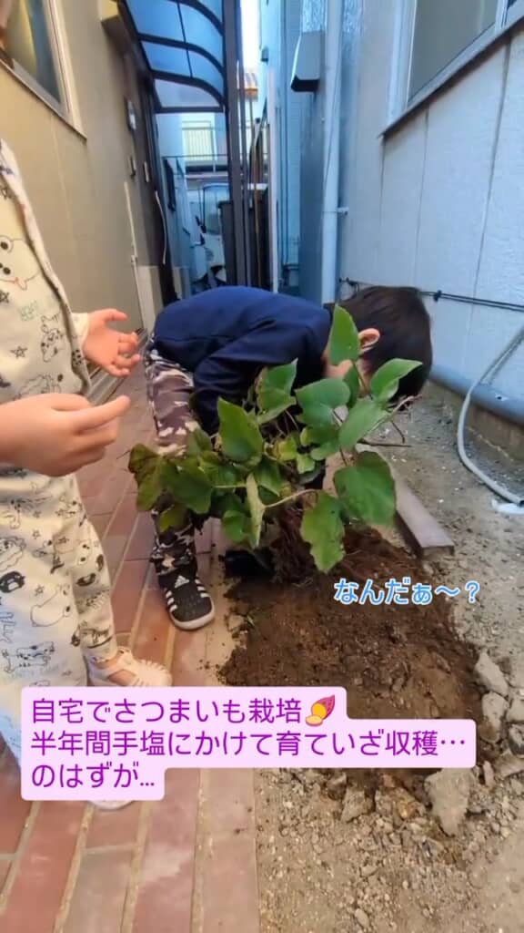 出てきたさつまいもを見る息子くん