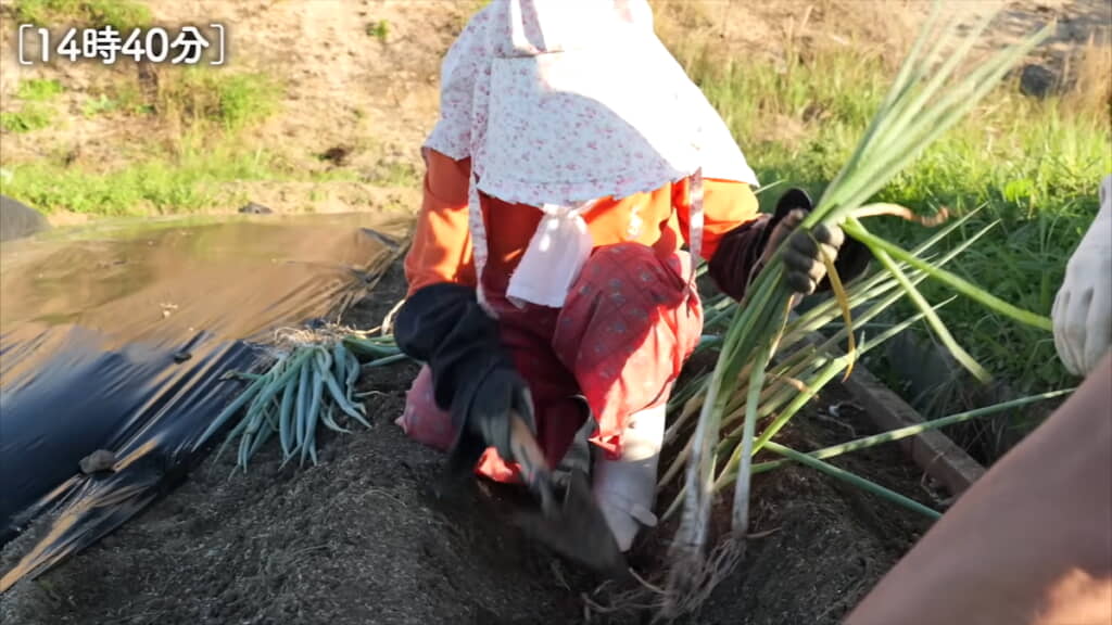 ネギを植えていく
