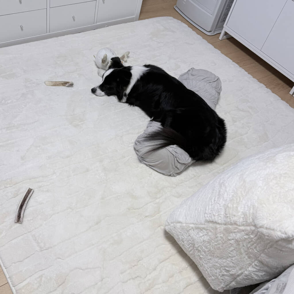 DVDに夢中といった感じで、お利口さんなレティちゃんの姿が