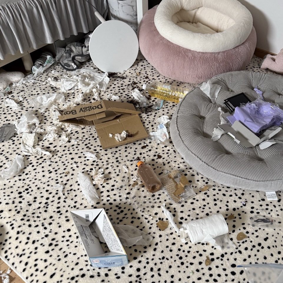 レティちゃんが「DVDを流し忘れたなー！」と飼い主さんに訴えるかのような暴れ具合……！