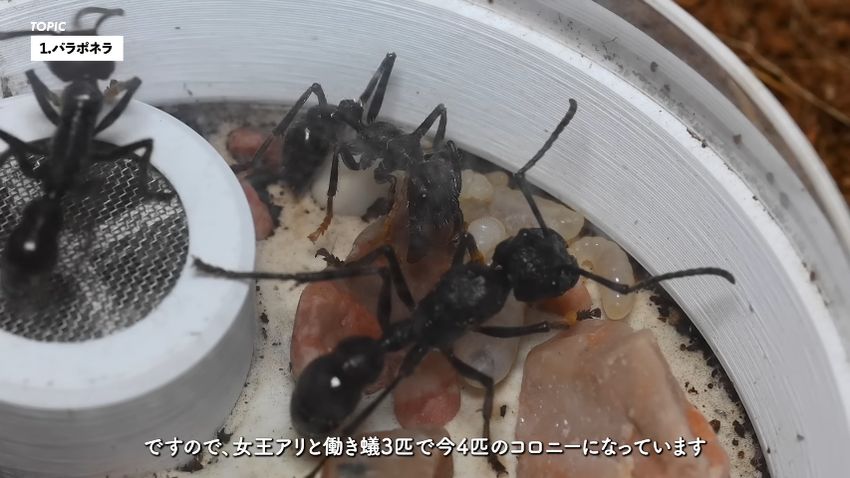 合計4匹になったパラポネラ