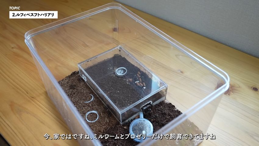 ルフィペスフトハリアリの飼育ケース