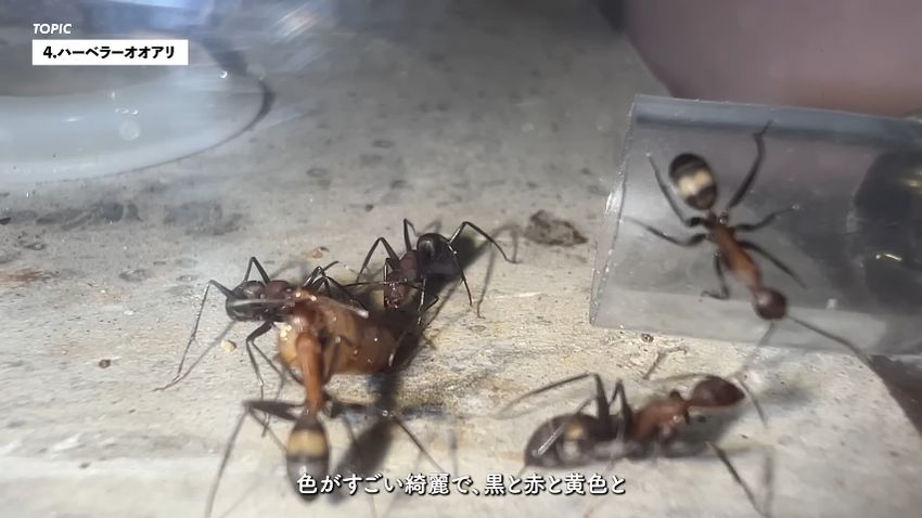 体色がキレイなハーベラーオオアリ