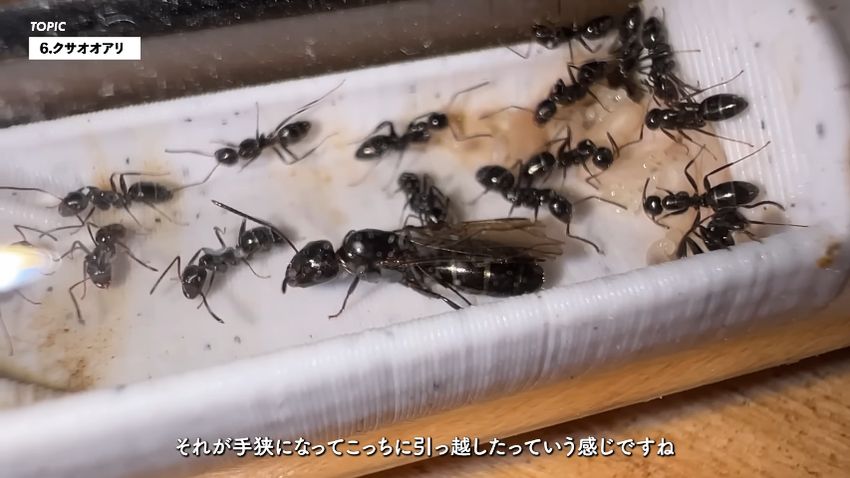 クサオオアリの女王アリと働きアリ