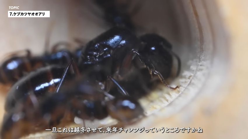 ケブカツヤオオアリの女王アリと働きアリ