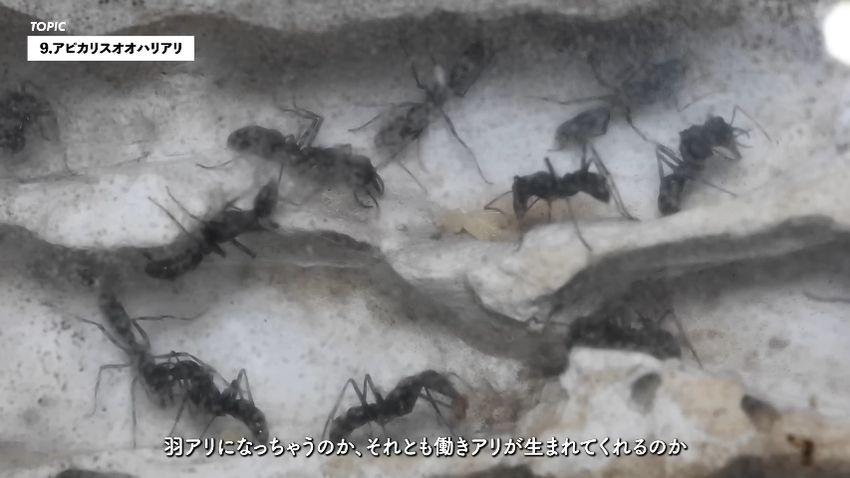 働きアリが減っているアピカリスオオハリアリ