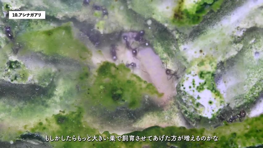 野生個体より体が小さいアシナガアリ