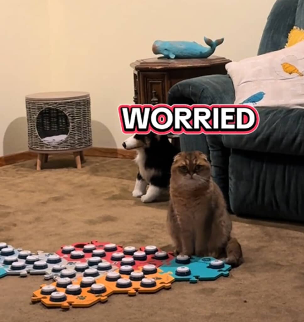 ボタンで会話する猫