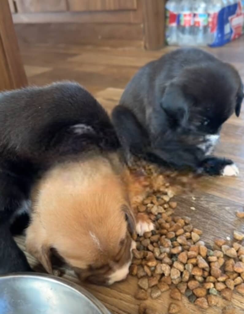 満腹になり寝落ちした子犬たち