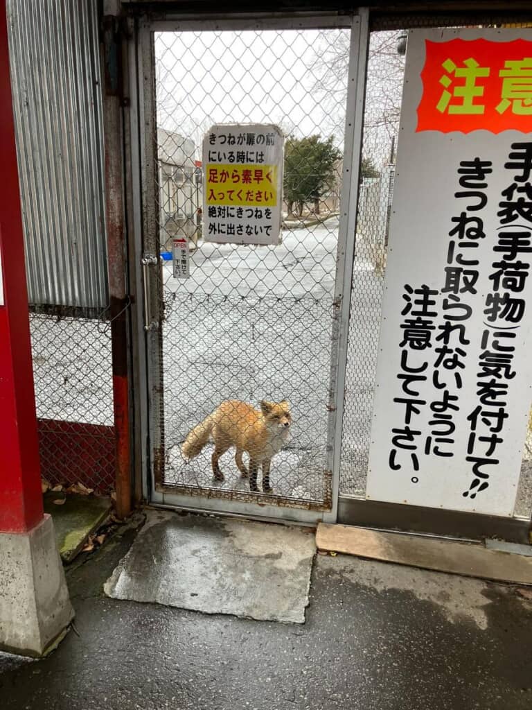 まさかのお出迎え