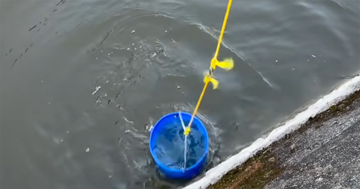“ドブ川”の水で生き物を飼育→ダイソーのフィルターを使って1週間後……　まさかの光景に「すげー！」「びっくりです」（1/3） | その他生き物 ねとらぼ