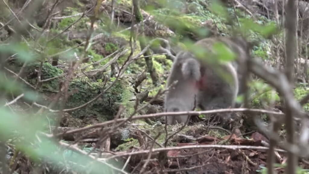 道の脇にサルの姿が