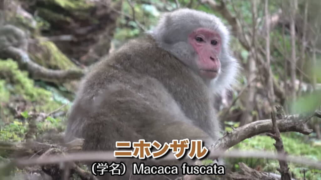 ニホンザルだった