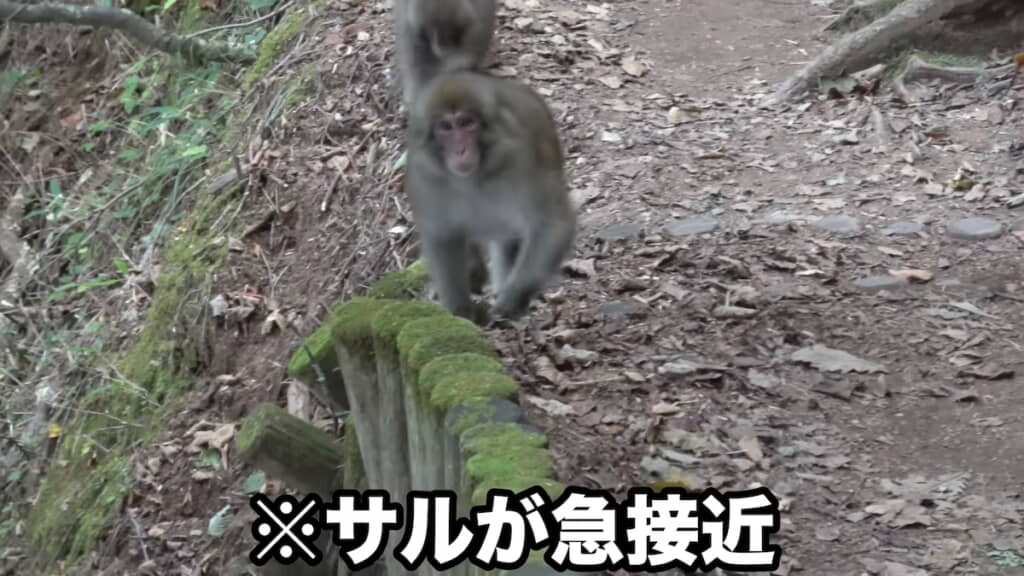 道を歩いて急接近するサル