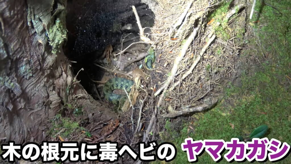 木の根元のウロの中にヤマカガシが
