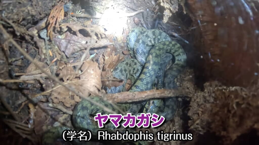 特徴的な柄がはっきり確認できる