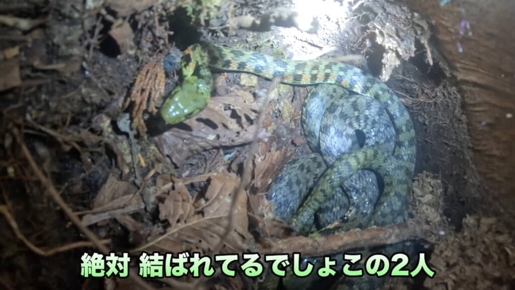 2匹でしっかり絡み合う