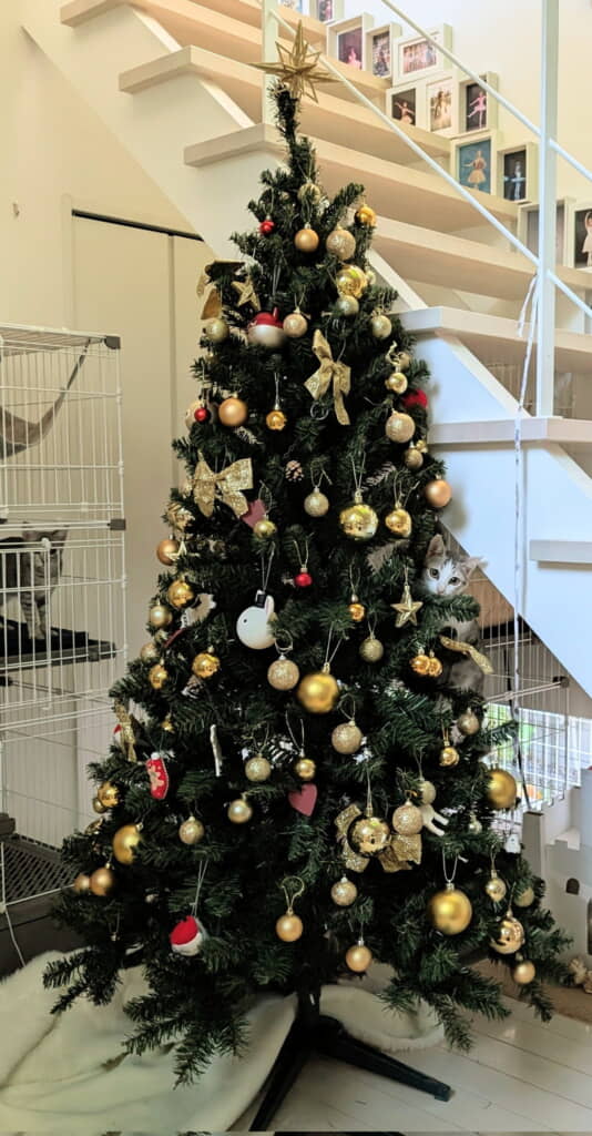 キュートに輝く猫ちゃんの姿が！