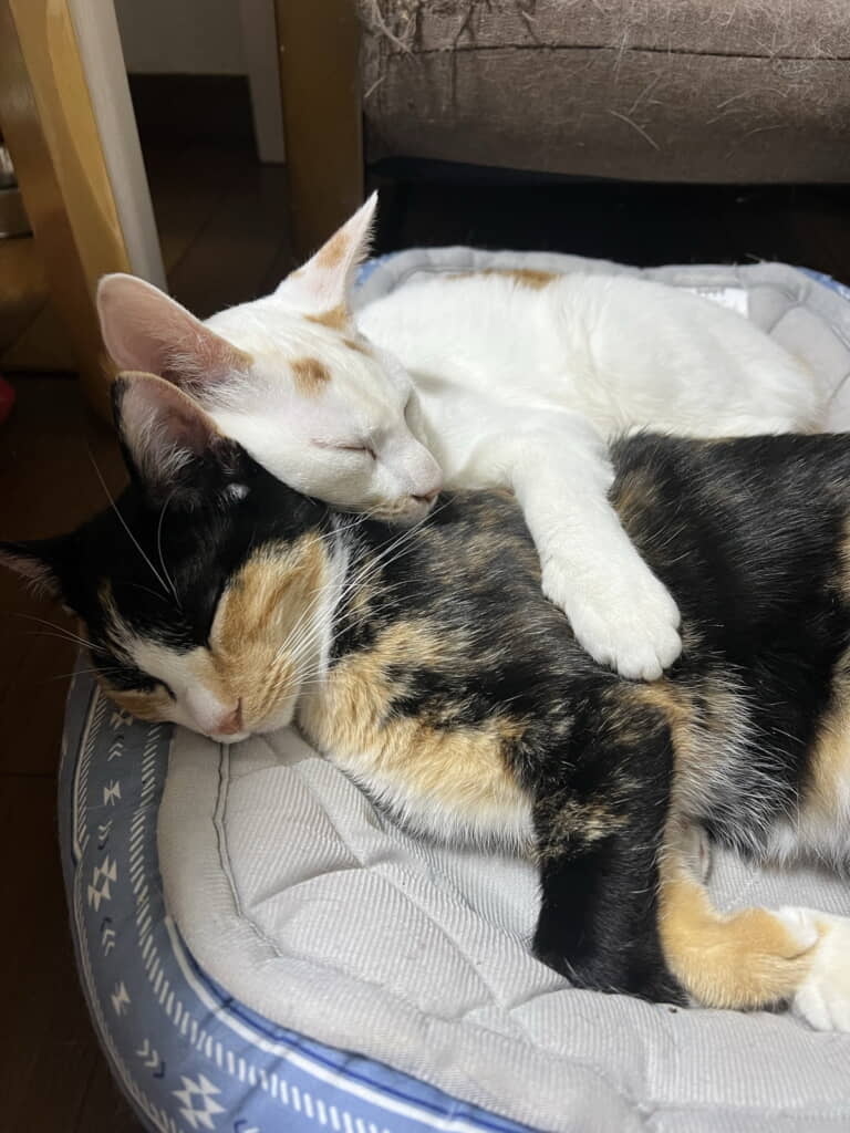 めめちゃんに抱きつくマロンちゃん