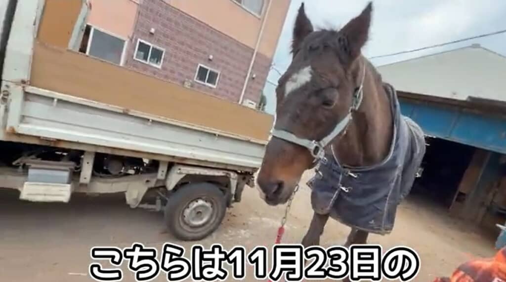 11月23日朝のツルマル様