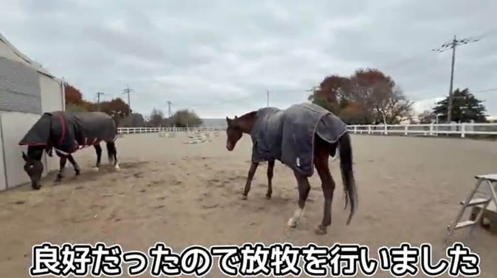 放牧を行いました