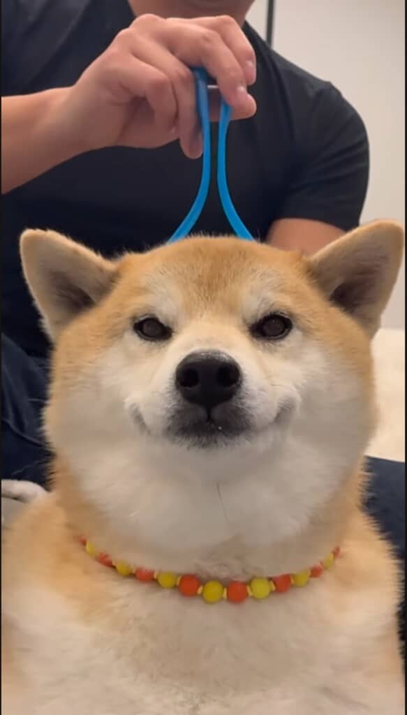 一瞬でにこにこになった柴犬