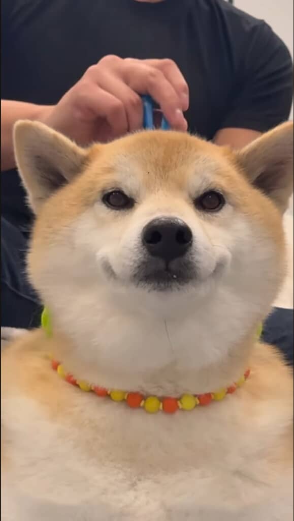 にこにこな柴犬